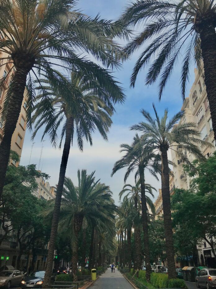 Tropical City Vibes in Valencia