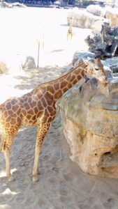 This is Zora, one of the 8 giraffe members in Bioparc.