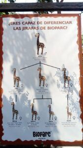 Family tree of the giraffe.