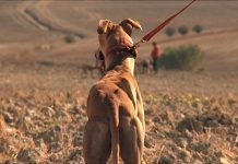 El documental «Febrero, el miedo de los galgos» se presenta en la CEU-UCH