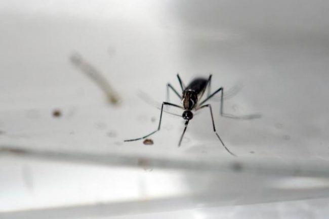 Un mosquito Aedes Aegypti, transmisor del Zika.
