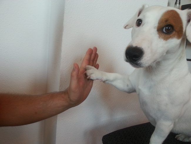 Kiko, un magnífico perro-terapeuta