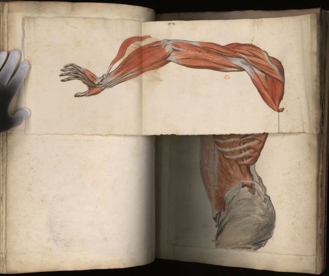 torso y brazo del Atlas de Miología hallado en París