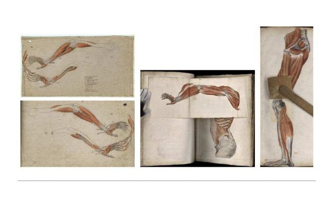 varias láminas del Atlas de Miología