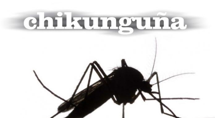 Primer caso no importado de virus Chikunguña en España