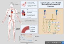Exploring the Link between Cardiorenal and Metabolic Diseases