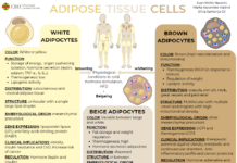 Adipose Tissue: Adipocytes