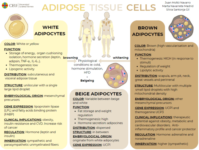 Adipose Tissue: Adipocytes