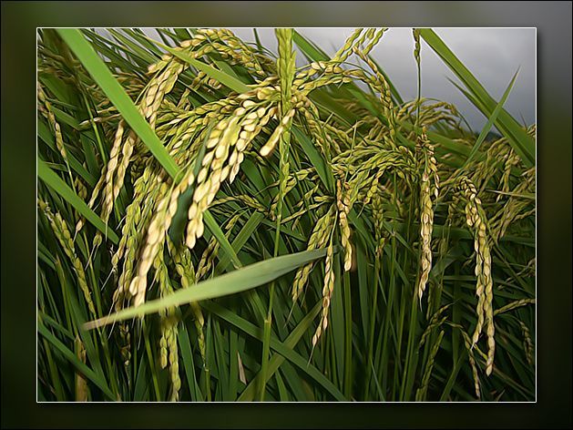 granos de arroz