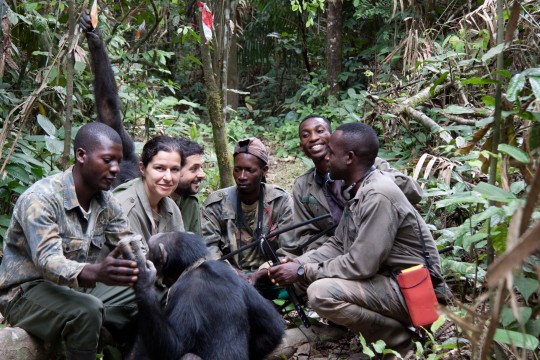Hoy en Mundovet: proyectos solidarios de reintroducción de primates en África