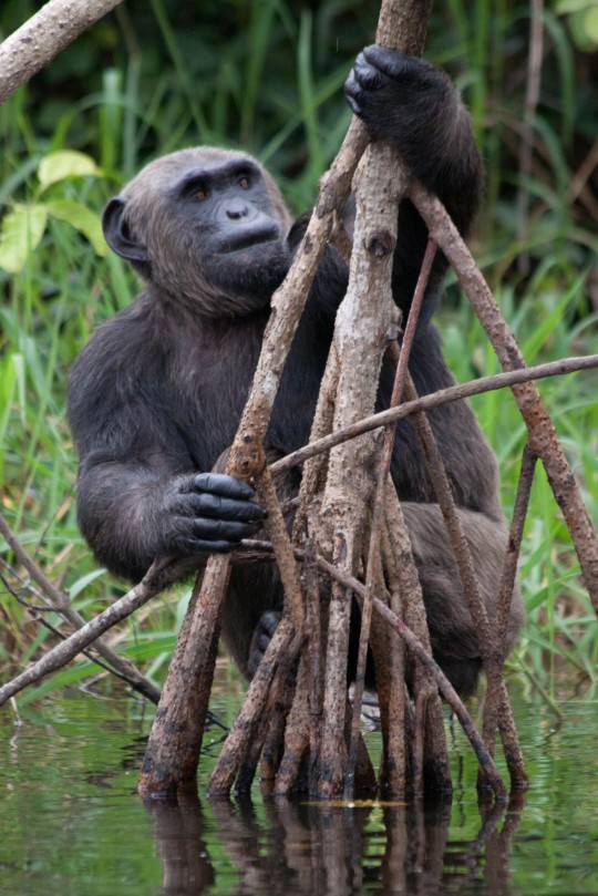 Hoy en Mundovet: proyectos solidarios de reintroducción de primates en África