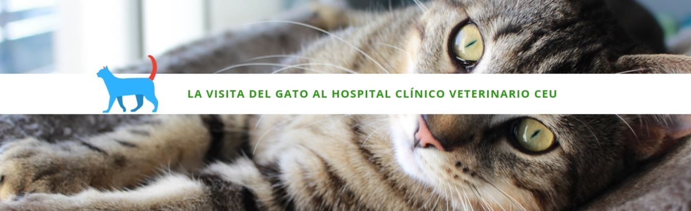 La visita del gato al Hospital Clínico Veterinario CEU