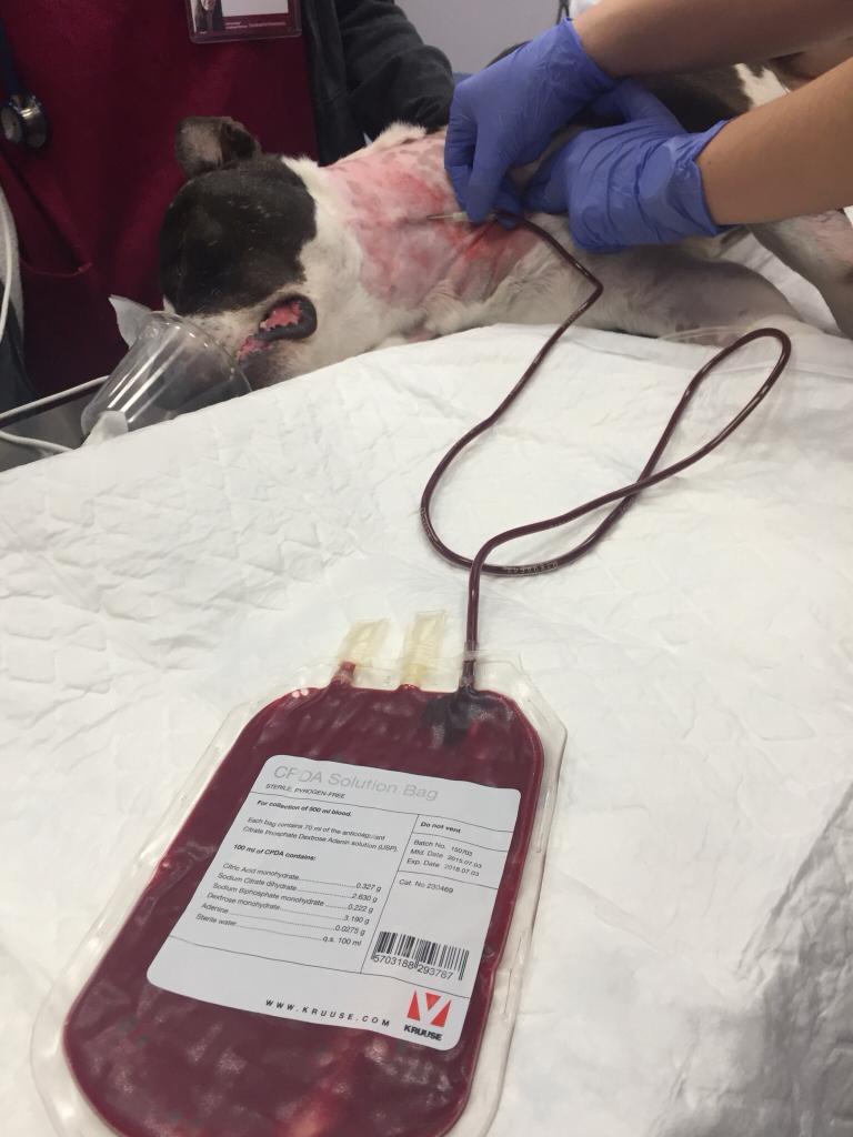 Dona sangre, regala vida!