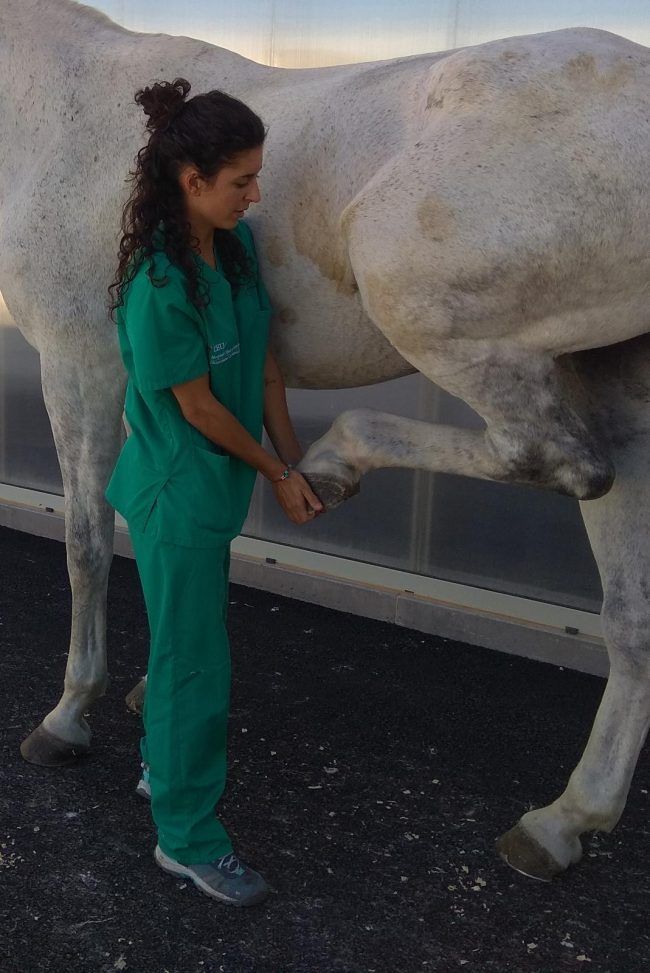 Tania, una de nuestros veterinarios internos del Servicio de Equino