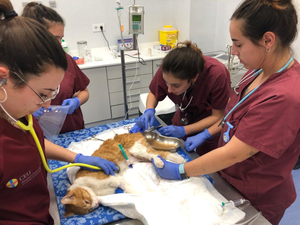 Alumnas de Veterinaria tratando a un gato 