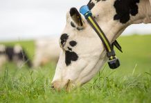 Bienestar Animal, ¿qué hay de nuevo?