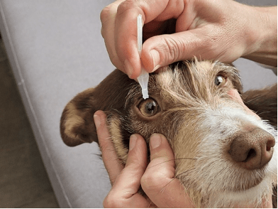 Aplicar tratamiento en los ojos de un perro