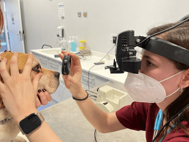 veterinaria con perro realizando oftalmoscopia indirecta con lente de 20D
