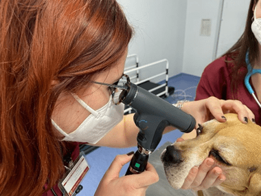 Veterinaria con perro realizando oftalmoscopia directa