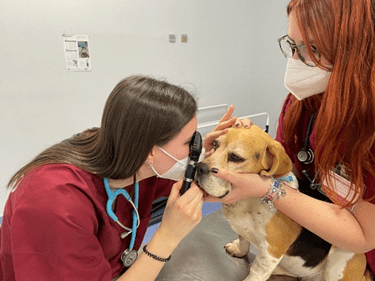 veterinarias con perro realizando oftalmoscopia directa